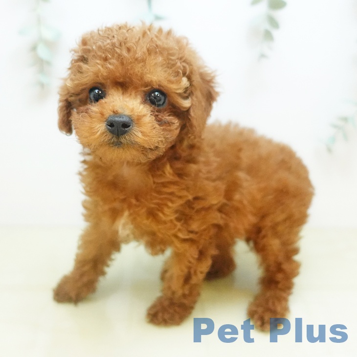 愛媛県のトイプードル(トイ) (ペットプラス 新居浜店/2025年10月14日生まれ/男の子/レッド)の子犬の2枚目の画像