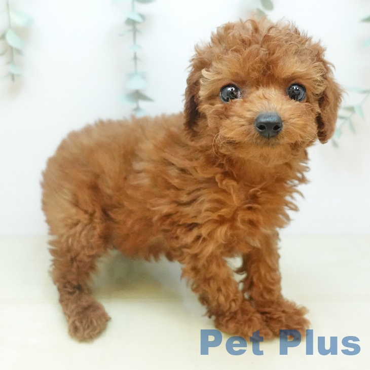 トイ・プードル