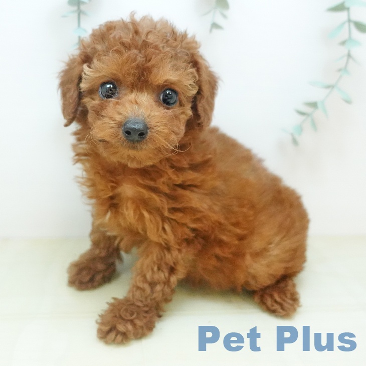 トイ・プードルの写真2