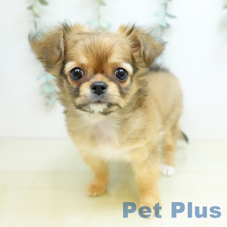 徳島県のチワワ(ロング) (ペットプラス 徳島店/2025年10月11日生まれ/女の子/フォーン)の子犬