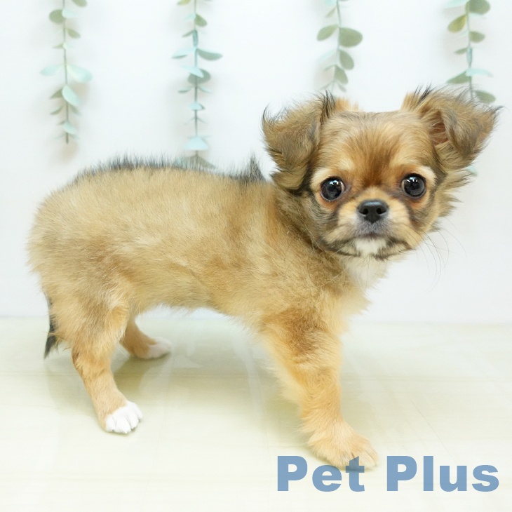 徳島県のチワワ(ロング) (ペットプラス 徳島店/2025年10月11日生まれ/女の子/フォーン)の子犬の2枚目の画像