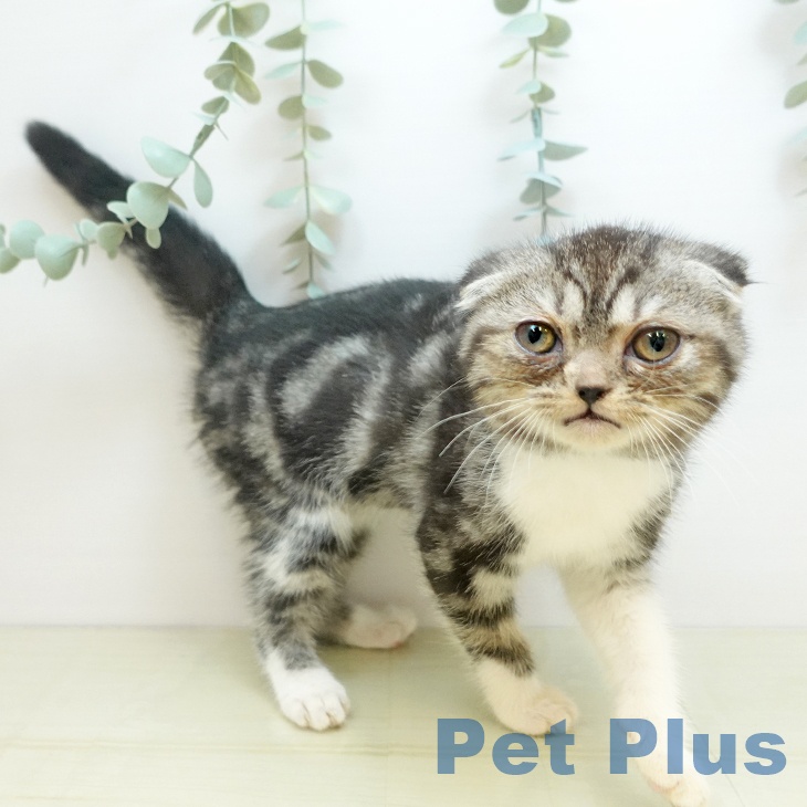 徳島県のスコティッシュフォールド (ペットプラス 徳島店/2025年9月19日生まれ/女の子/シルバータビーホワイト)の子猫