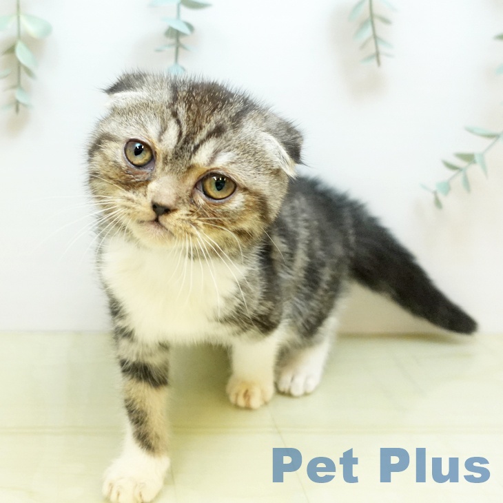 徳島県のスコティッシュフォールド (ペットプラス 徳島店/2025年9月19日生まれ/女の子/シルバータビーホワイト)の子猫の2枚目の画像