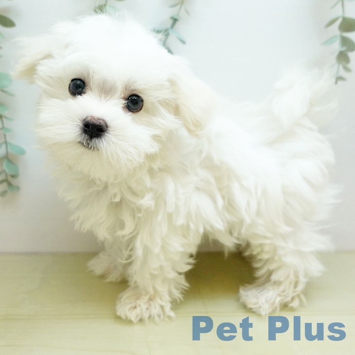 岡山県のマルチーズ (ペッツワン 岡山南店/2025年10月4日生まれ/男の子/ホワイト)の子犬の1枚目の画像