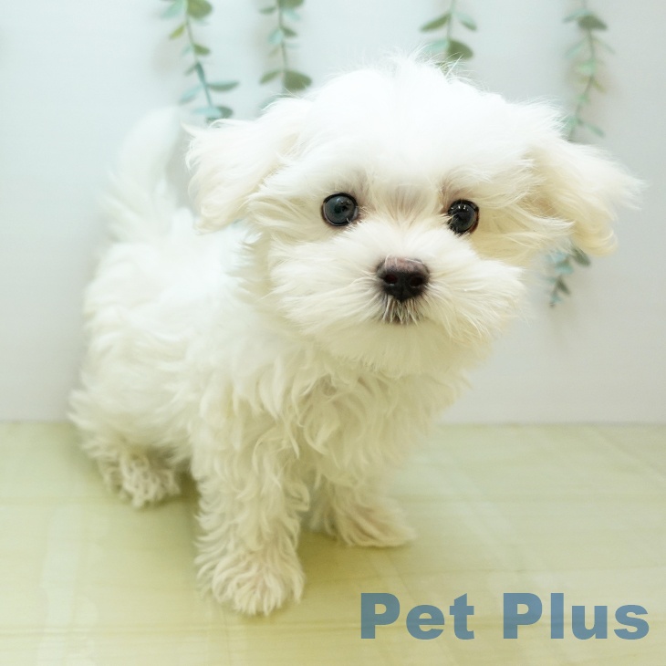 岡山県のマルチーズ (ペッツワン 岡山南店/2025年10月4日生まれ/男の子/ホワイト)の子犬の2枚目の画像