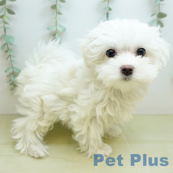香川県のマルチーズ (ペットプラス 高松店/2025年10月4日生まれ/女の子/ホワイト)の子犬の1枚目の画像