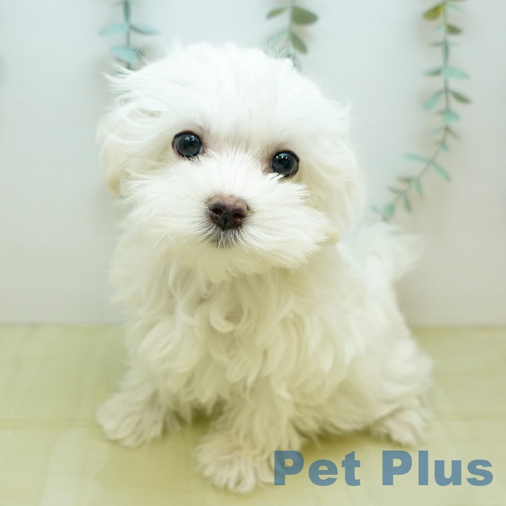 香川県のマルチーズ (ペットプラス 高松店/2025年10月4日生まれ/女の子/ホワイト)の子犬の2枚目の画像