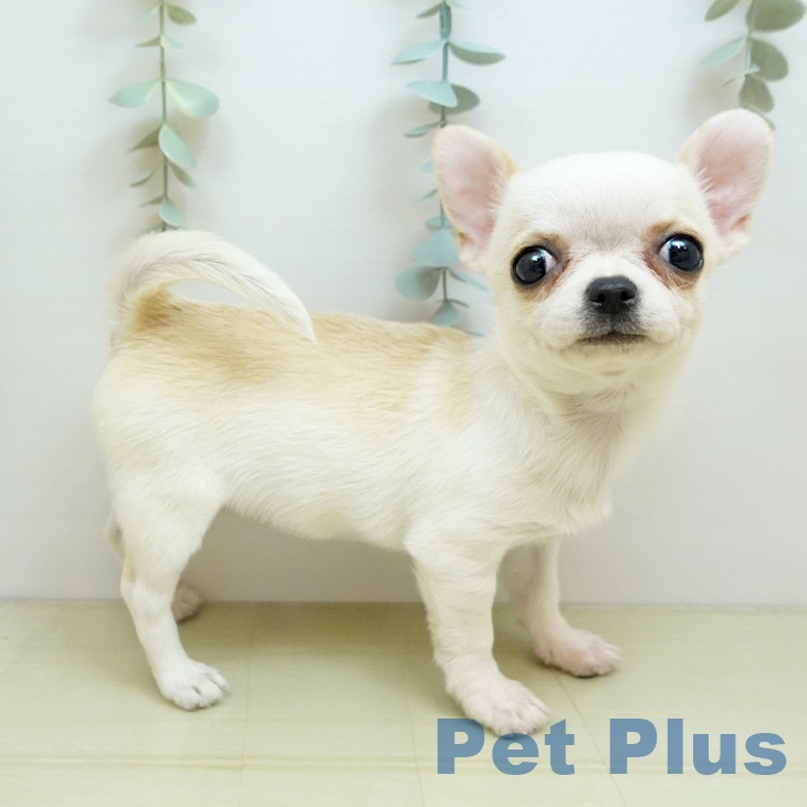 岡山県のチワワ(ロング) (ペットプラス 岡山店/2025年10月12日生まれ/女の子/クリームホワイト)の子犬の1枚目の画像