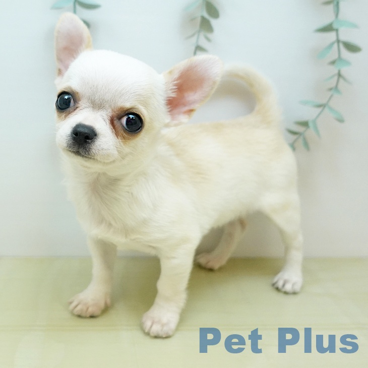 岡山県のチワワ(ロング) (ペットプラス 岡山店/2025年10月12日生まれ/女の子/クリームホワイト)の子犬の2枚目の画像