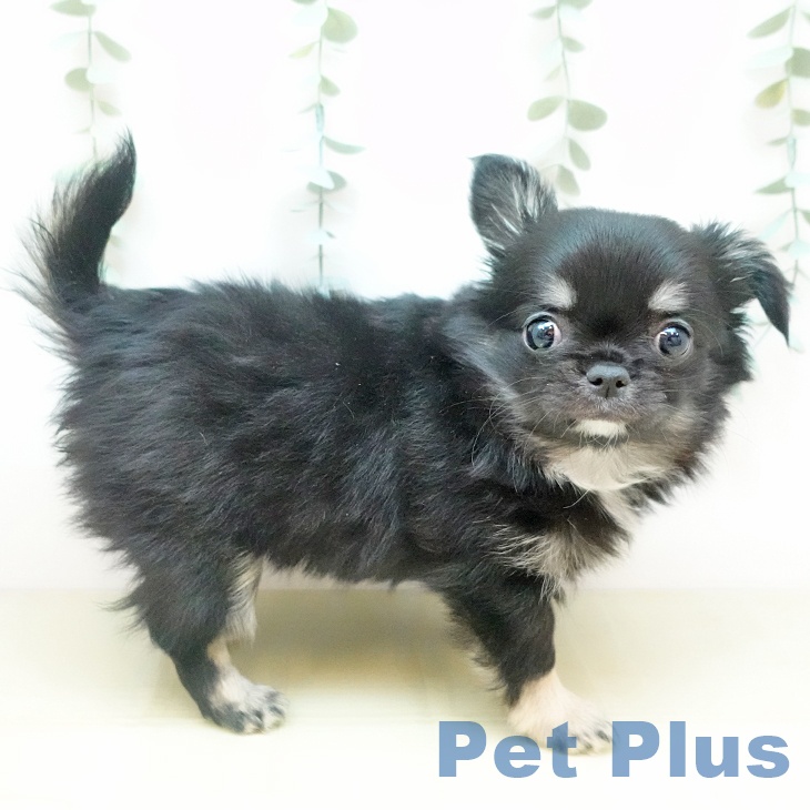 岡山県のチワワ(ロング) (ペッツワン 岡山南店/2025年10月16日生まれ/女の子/ブラックタンホワイト)の子犬の1枚目の画像