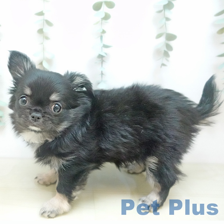 岡山県のチワワ(ロング) (ペッツワン 岡山南店/2025年10月16日生まれ/女の子/ブラックタンホワイト)の子犬の2枚目の画像