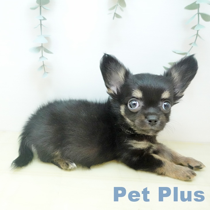 岡山県のチワワ(ロング) (ペットプラス 岡山店/2025年10月10日生まれ/男の子/ブラッククリーム)の子犬の1枚目の画像