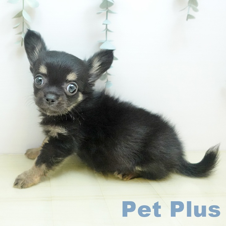 岡山県のチワワ(ロング) (ペットプラス 岡山店/2025年10月10日生まれ/男の子/ブラッククリーム)の子犬の2枚目の画像