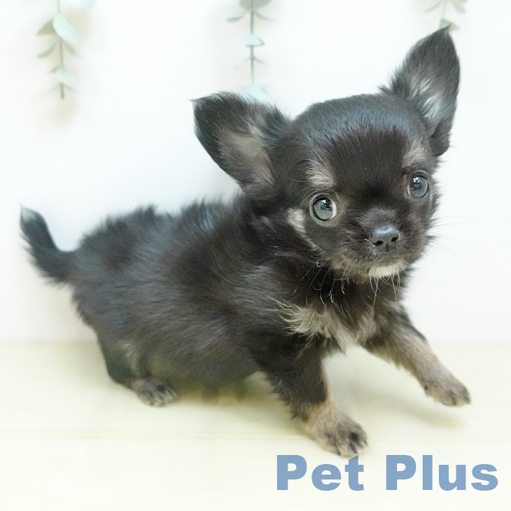 愛媛県のチワワ(ロング) (ペットプラス 新居浜店/2025年10月10日生まれ/男の子/ブラッククリーム)の子犬の1枚目の画像