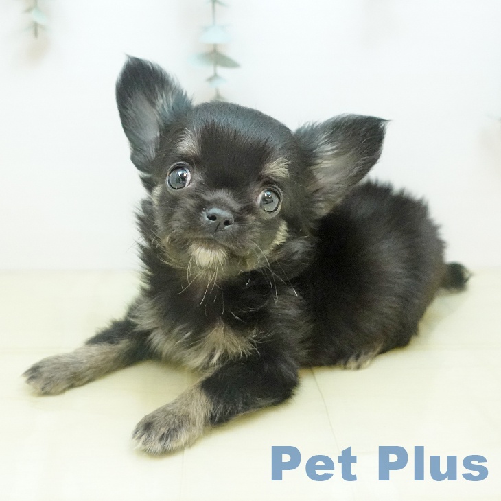 愛媛県のチワワ(ロング) (ペットプラス 新居浜店/2025年10月10日生まれ/男の子/ブラッククリーム)の子犬の2枚目の画像