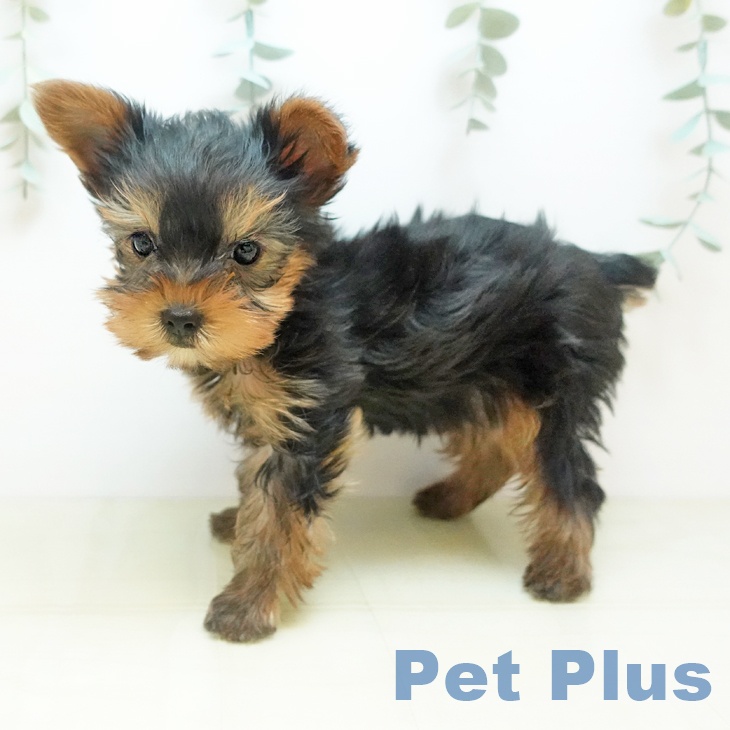 ヨークシャー・テリアの写真2