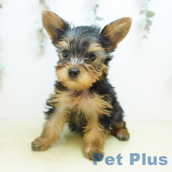 ヨークシャー・テリア