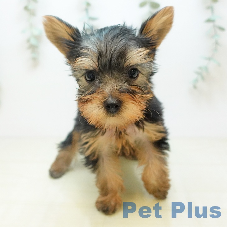 ヨークシャー・テリア