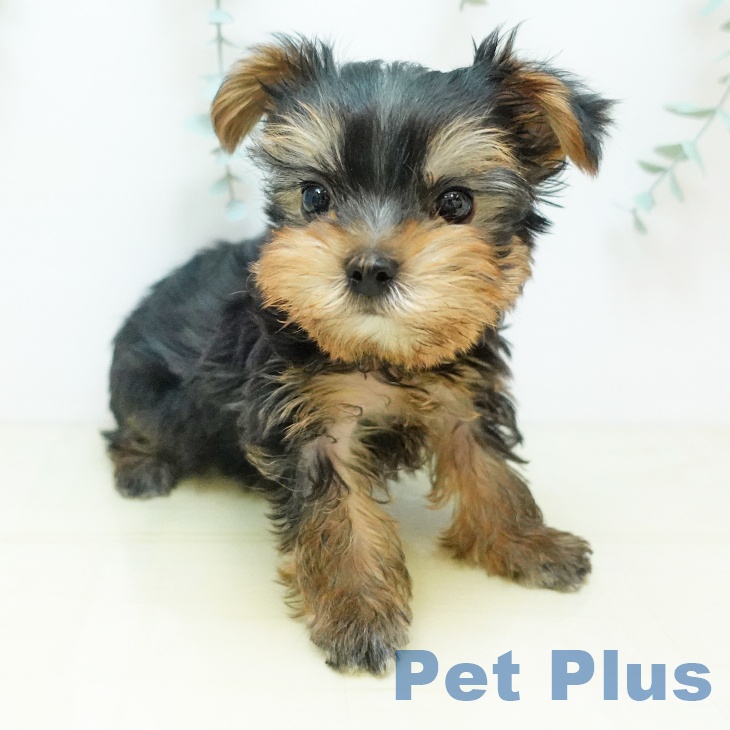 京都府のヨークシャーテリア (ペットプラス 京都桂川店/2025年10月17日生まれ/男の子/スチールブルータン)の子犬の1枚目の画像