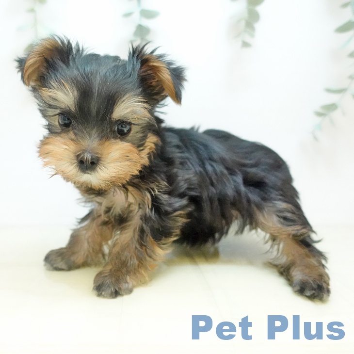 京都府のヨークシャーテリア (ペットプラス 京都桂川店/2025年10月17日生まれ/男の子/スチールブルータン)の子犬の2枚目の画像