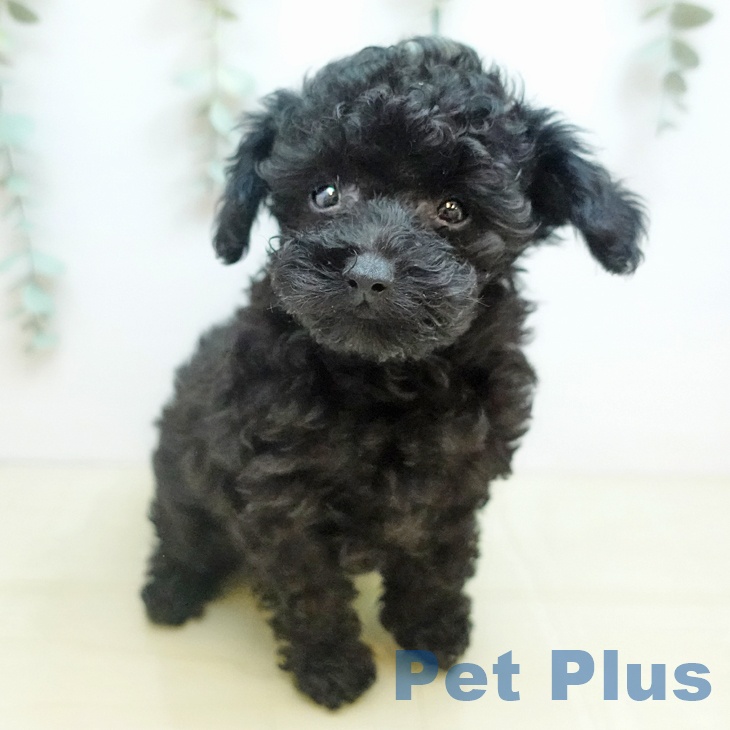 大阪府のトイプードル(トイ) (ペットプラス 四條畷店/2025年10月13日生まれ/男の子/ブラック)の子犬の1枚目の画像
