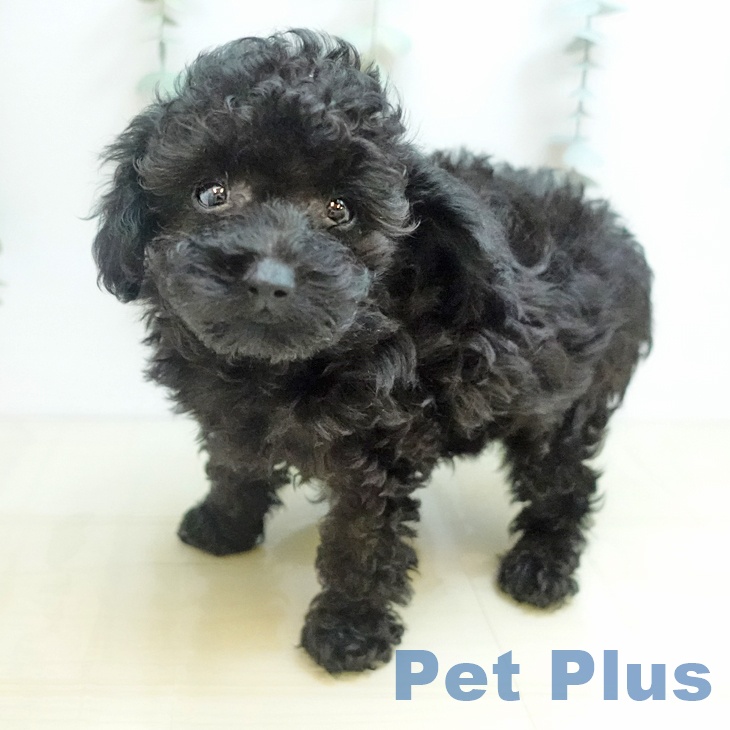 大阪府のトイプードル(トイ) (ペットプラス 四條畷店/2025年10月13日生まれ/男の子/ブラック)の子犬の2枚目の画像