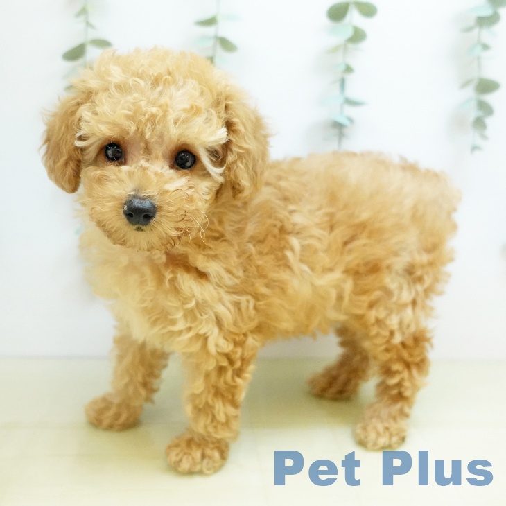 大阪府のトイプードル(トイ) (ペットプラス りんくう泉南店/2025年10月13日生まれ/女の子/アプリコット)の子犬の1枚目の画像