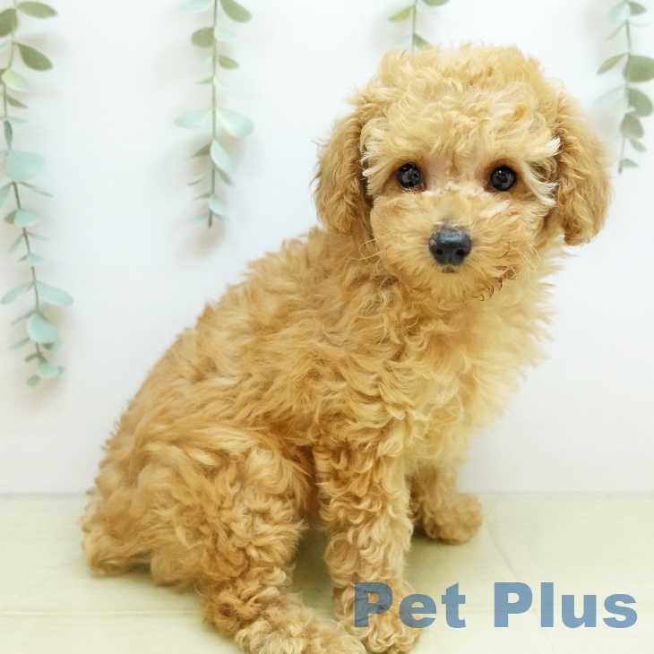 大阪府のトイプードル(トイ) (ペットプラス りんくう泉南店/2025年10月13日生まれ/女の子/アプリコット)の子犬の2枚目の画像