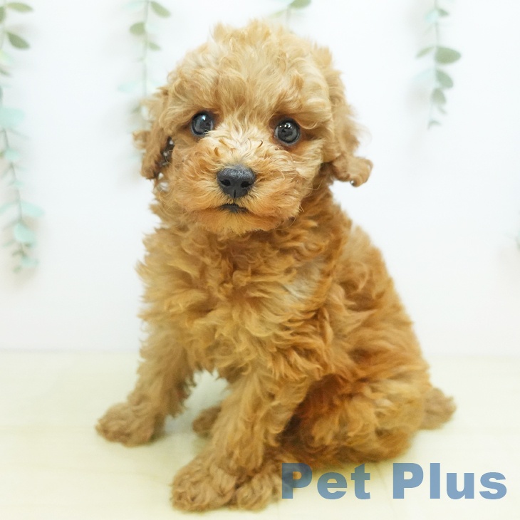 香川県のトイプードル(トイ) (ペットプラス 高松店/2025年10月18日生まれ/男の子/アプリコット)の子犬の1枚目の画像