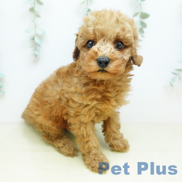 香川県のトイプードル(トイ) (ペットプラス 高松店/2025年10月18日生まれ/男の子/アプリコット)の子犬の2枚目の画像