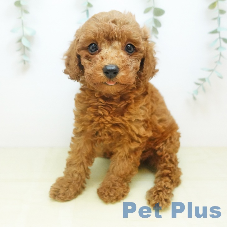 京都府のトイプードル(トイ) (ペットプラス 醍醐店/2025年10月18日生まれ/女の子/レッド)の子犬の1枚目の画像