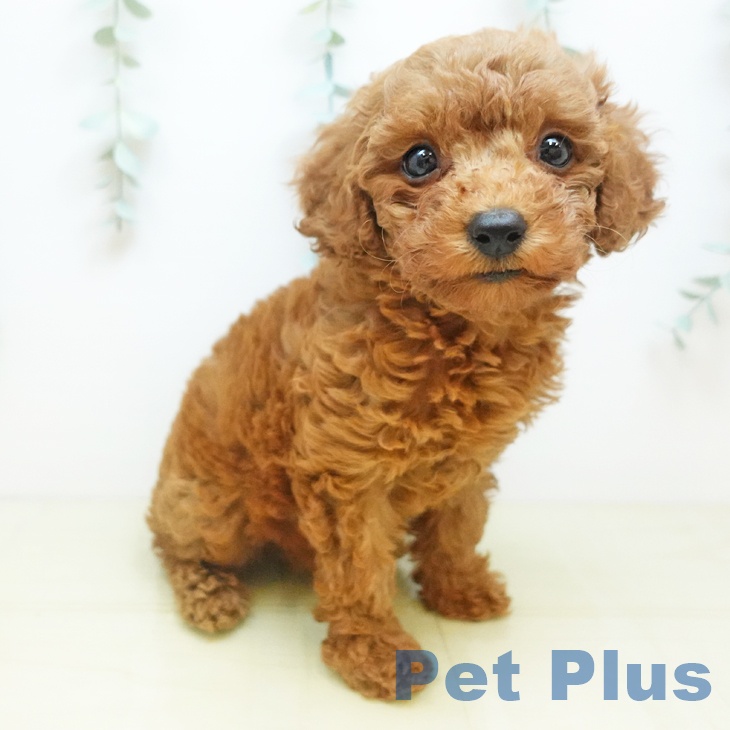 京都府のトイプードル(トイ) (ペットプラス 醍醐店/2025年10月18日生まれ/女の子/レッド)の子犬の2枚目の画像