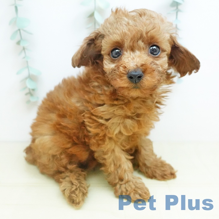 奈良県のトイプードル(トイ) (ペットプラス 大和郡山店/2025年10月18日生まれ/女の子/レッド)の子犬の1枚目の画像