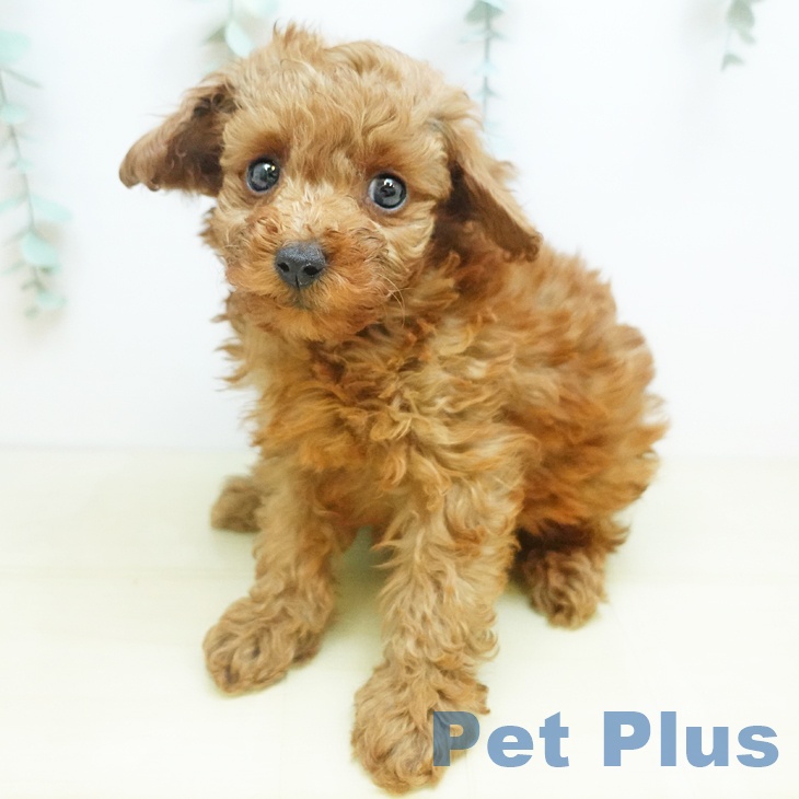 奈良県のトイプードル(トイ) (ペットプラス 大和郡山店/2025年10月18日生まれ/女の子/レッド)の子犬の2枚目の画像