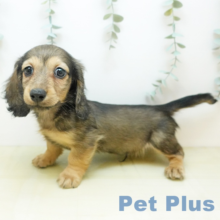 愛媛県のミニチュアダックスフンド(ロング) (ペットプラス 新居浜店/2025年10月18日生まれ/男の子/シェーデットイエロー)の子犬の1枚目の画像