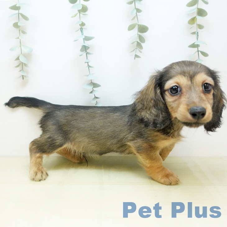 愛媛県のミニチュアダックスフンド(ロング) (ペットプラス 新居浜店/2025年10月18日生まれ/男の子/シェーデットイエロー)の子犬の2枚目の画像