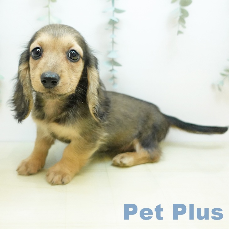 大阪府のミニチュアダックスフンド(ロング) (ペットプラス りんくう泉南店/2025年10月18日生まれ/男の子/シェーデットイエロー)の子犬の1枚目の画像