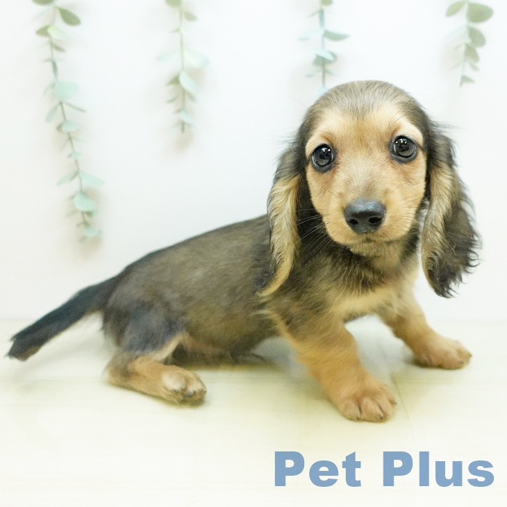 大阪府のミニチュアダックスフンド(ロング) (ペットプラス りんくう泉南店/2025年10月18日生まれ/男の子/シェーデットイエロー)の子犬の2枚目の画像