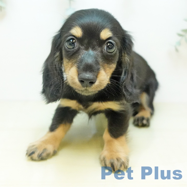 鳥取県のミニチュアダックスフンド(ロング) (ペッツワン 日吉津店/2025年10月18日生まれ/女の子/ブラックイエロー)の子犬の1枚目の画像