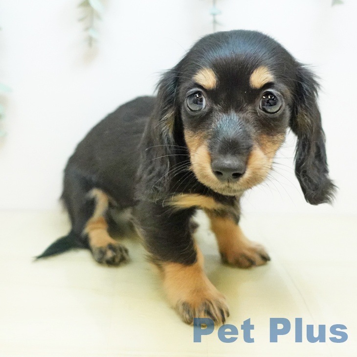 鳥取県のミニチュアダックスフンド(ロング) (ペッツワン 日吉津店/2025年10月18日生まれ/女の子/ブラックイエロー)の子犬の2枚目の画像