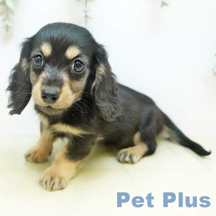 兵庫県のミニチュアダックスフンド(ロング) (ペットプラス 明石店/2025年10月18日生まれ/女の子/ブラックイエロー)の子犬の1枚目の画像