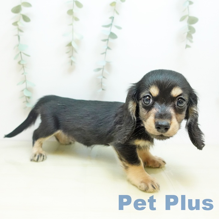 兵庫県のミニチュアダックスフンド(ロング) (ペットプラス 明石店/2025年10月18日生まれ/女の子/ブラックイエロー)の子犬の2枚目の画像