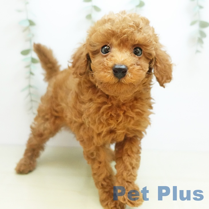 岡山県のトイプードル(トイ) (ペッツワン 岡山南店/2025年10月18日生まれ/男の子/レッド)の子犬の1枚目の画像