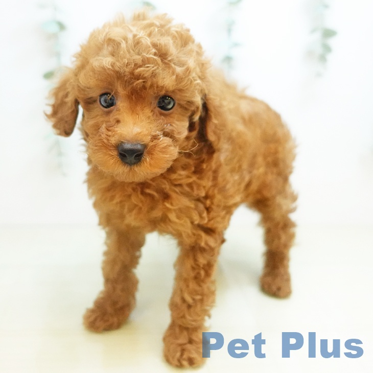 岡山県のトイプードル(トイ) (ペッツワン 岡山南店/2025年10月18日生まれ/男の子/レッド)の子犬の2枚目の画像