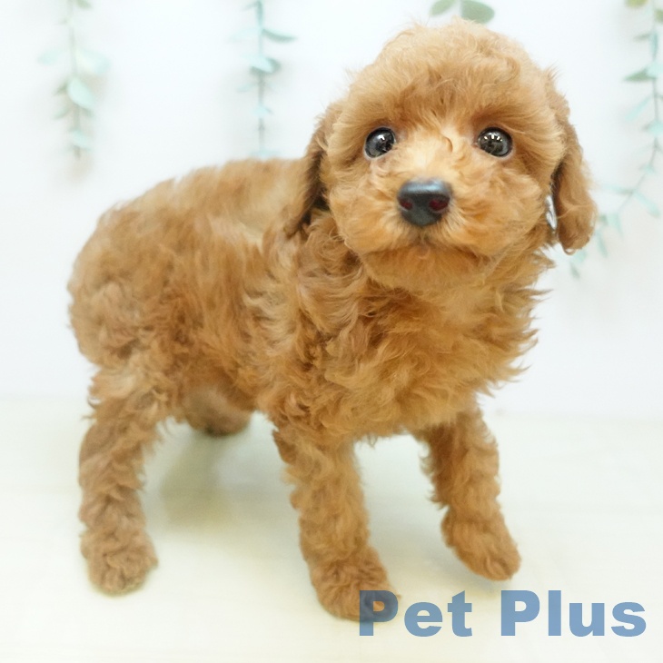 大阪府のトイプードル(トイ) (ペットプラス 堺鉄砲町店/2025年10月18日生まれ/女の子/レッド)の子犬の1枚目の画像