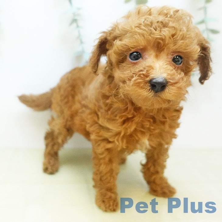 大阪府のトイプードル(トイ) (ペットプラス イオン大日店/2025年10月18日生まれ/女の子/レッド)の子犬の1枚目の画像