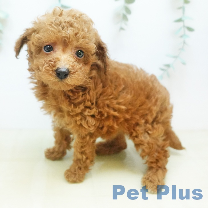 大阪府のトイプードル(トイ) (ペットプラス イオン大日店/2025年10月18日生まれ/女の子/レッド)の子犬の2枚目の画像