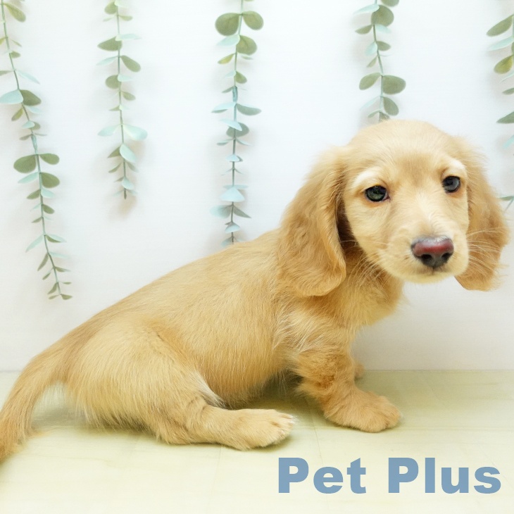 岡山県のミニチュアダックスフンド(ロング) (ペッツワン 岡山南店/2025年10月17日生まれ/男の子/レディシュイエロー)の子犬の1枚目の画像