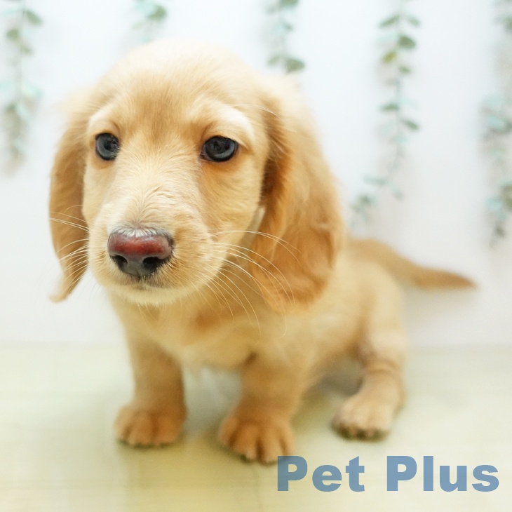 岡山県のミニチュアダックスフンド(ロング) (ペッツワン 岡山南店/2025年10月17日生まれ/男の子/レディシュイエロー)の子犬の2枚目の画像