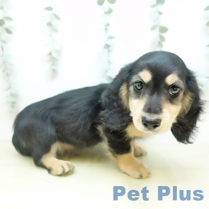 ミニチュア・ダックスフンド